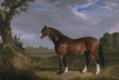 A Clydesdale Stallion by John F. Herring